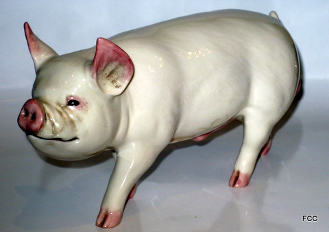 Middle White Boar